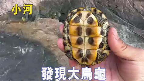 撿到烏龜運氣